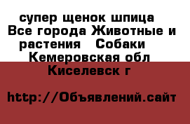 супер щенок шпица - Все города Животные и растения » Собаки   . Кемеровская обл.,Киселевск г.